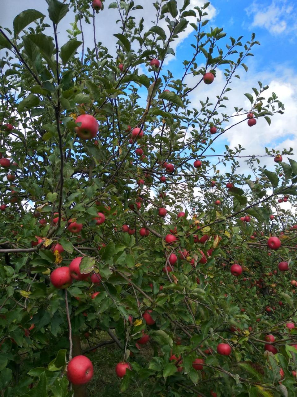 Гостьовий будинок Agroturystyka Lulkowo Екстер'єр фото