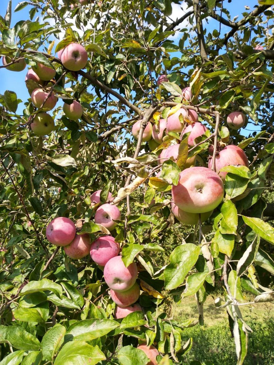 Гостьовий будинок Agroturystyka Lulkowo Екстер'єр фото